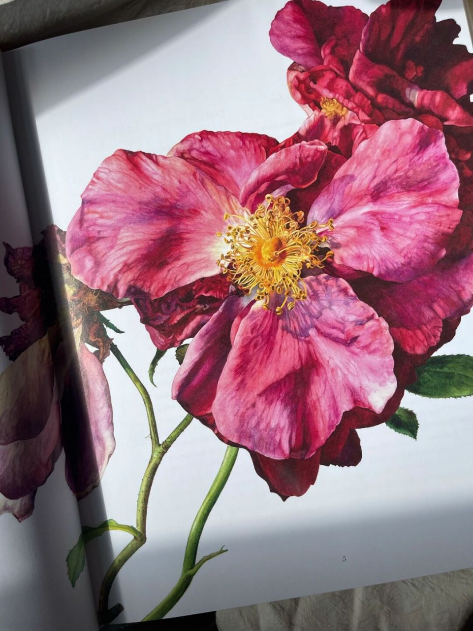 书籍推荐3661526615|《罗西·桑德斯的玫瑰》 92爱这玫瑰