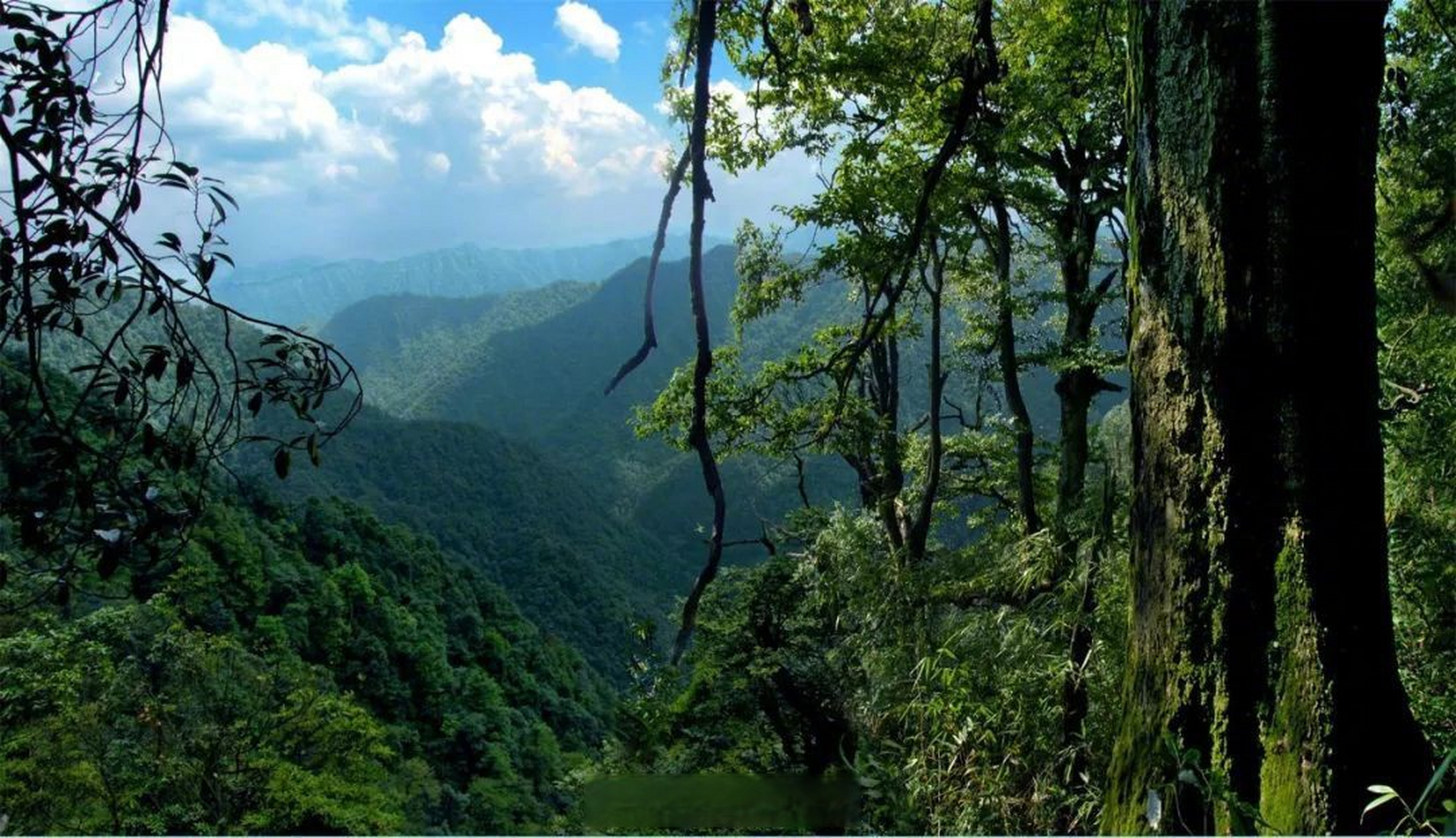 古蔺县黄荆老林风景区图片