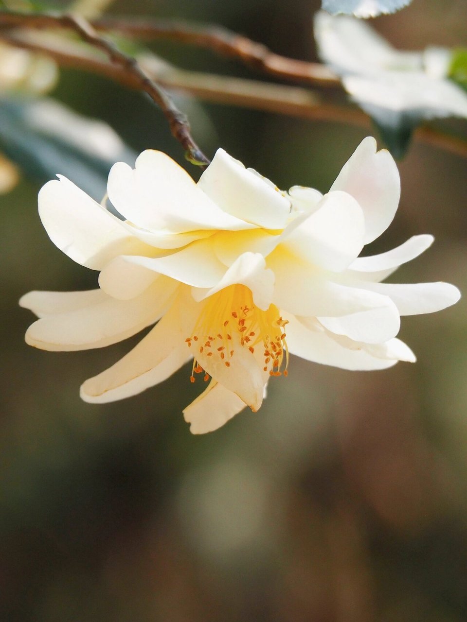 莲华 "黄莲华"山茶(camellia ki-renge )是我很喜欢的杂交茶花品种