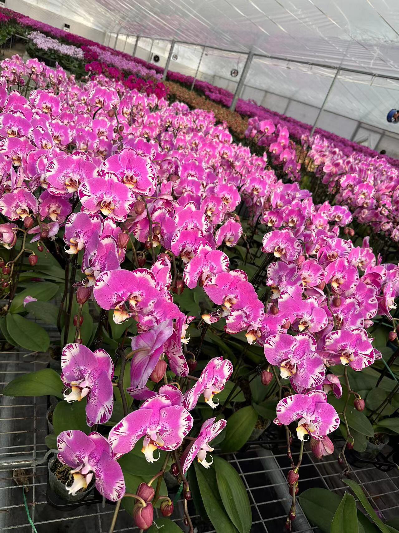 粉色系藏宝图蝴蝶兰上海年宵花寓意平安健康