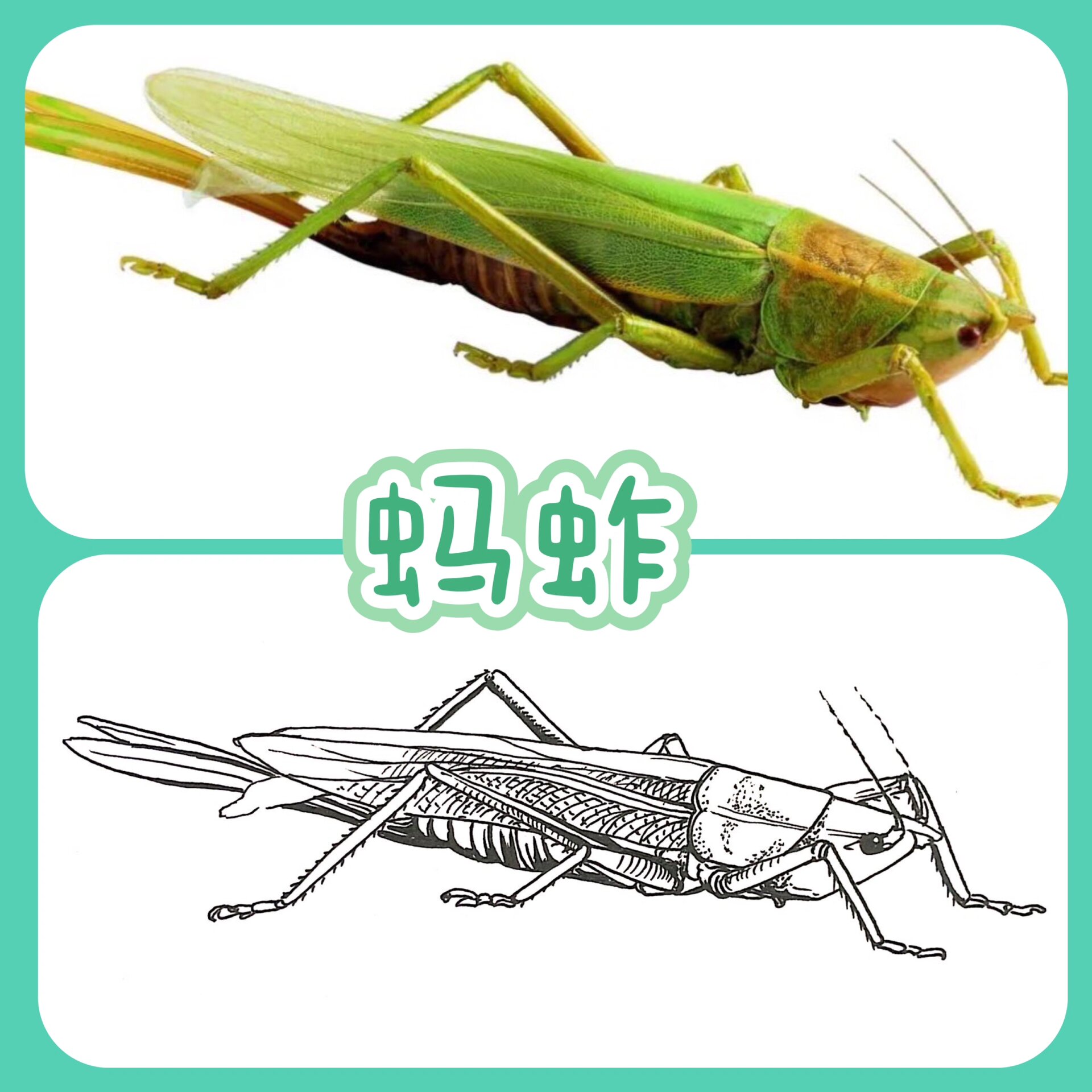 蚂蚱～蝗虫