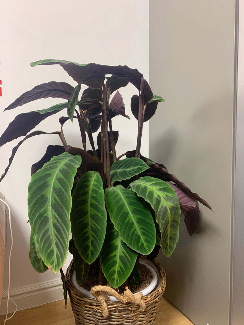 天鹅绒叶子耷拉.叶子边有焦边.怎么办啊