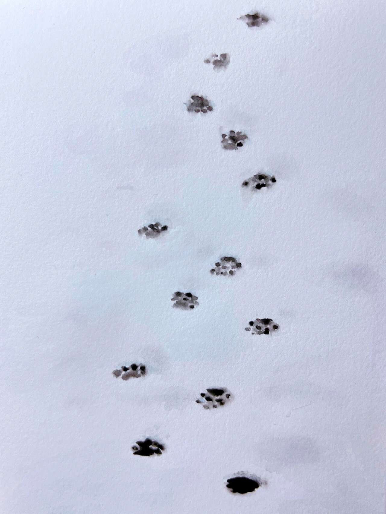 水彩|雪地里猫咪的脚印 🐾