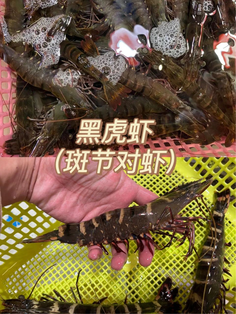 关于"黑虎虾(草虾)"的一个热知识 图16615:海鲜市场常见的"黑虎虾