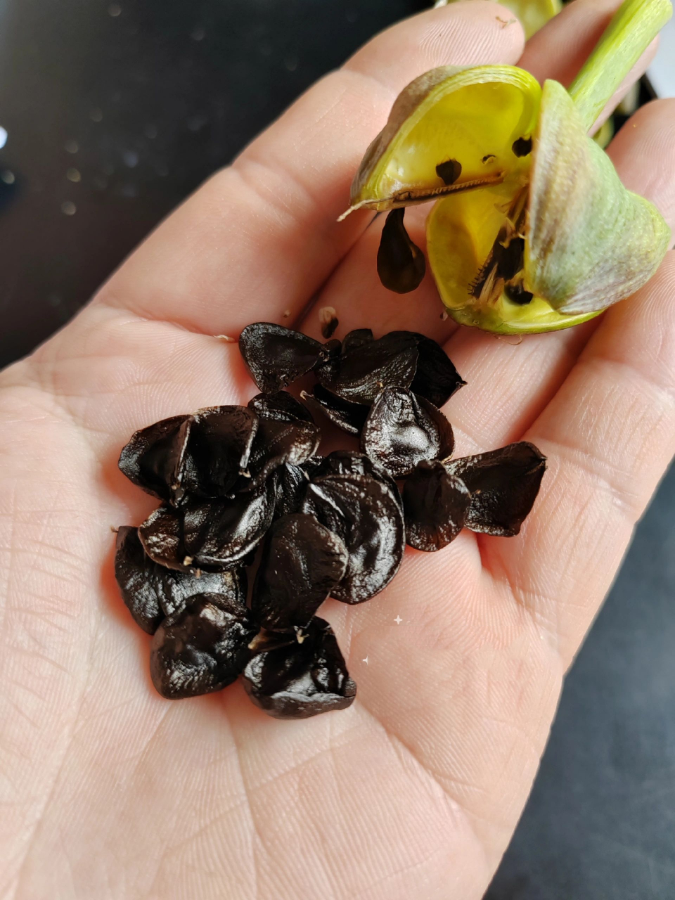 朱顶红种子采集和播种 2023年元月16日杂交, 经过60天左右发育,终于