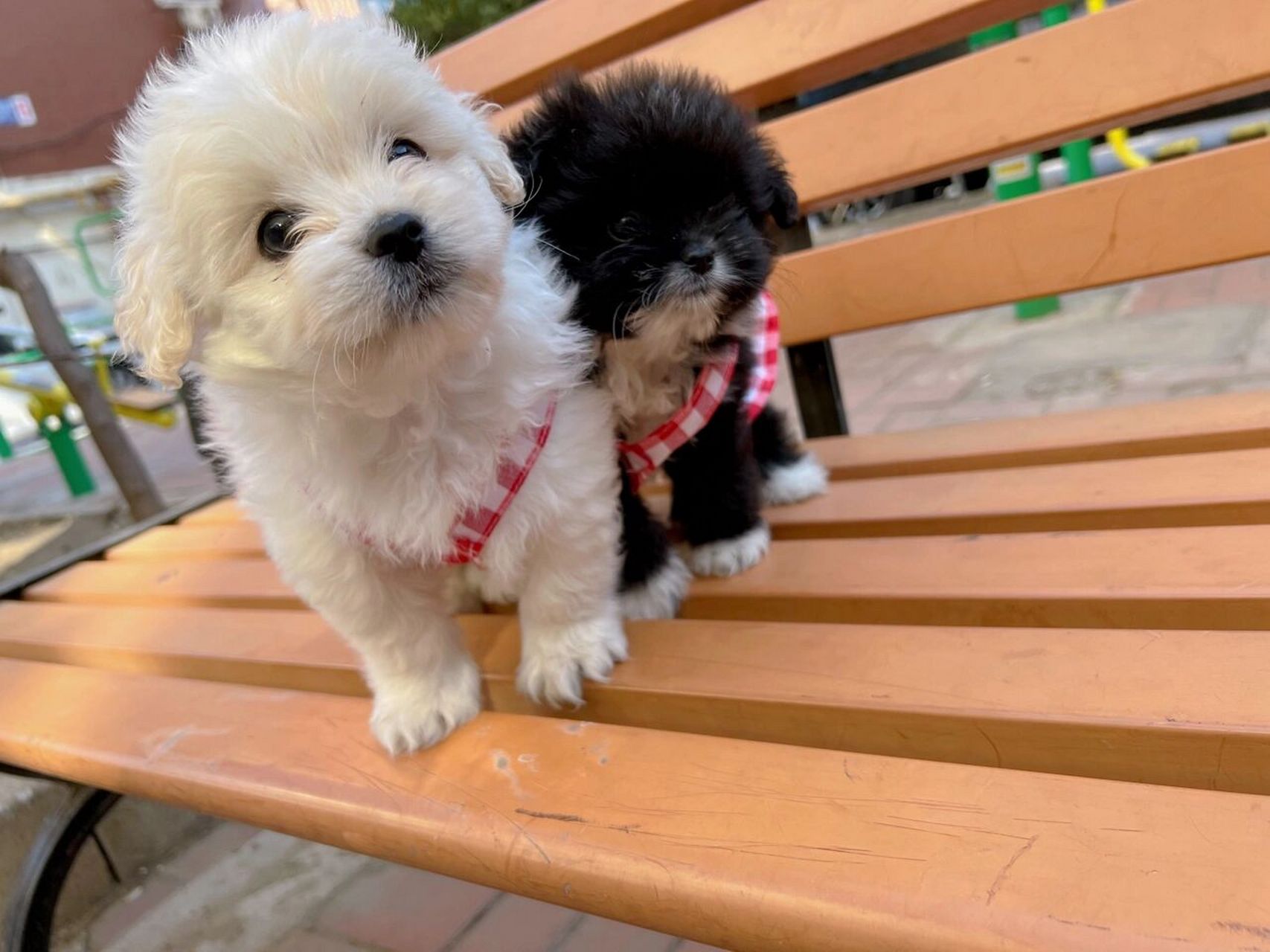 博美泰迪的混血宝宝们 还记接生时候的慌乱 好快呀已经50天有余了