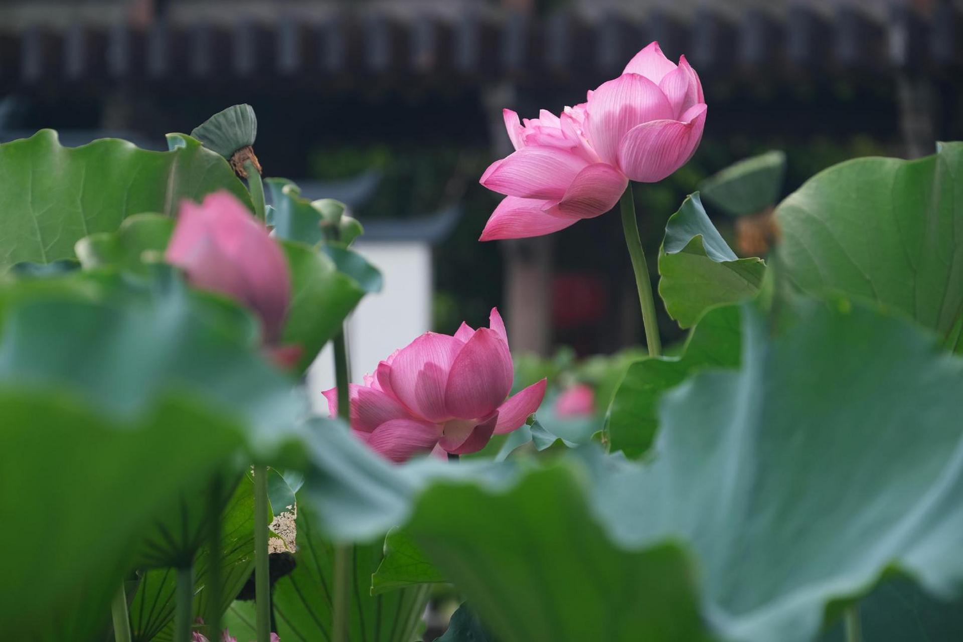 【处暑过后  善园荷花别有韵味】#美丽宁波#处暑过后,荷花多已残败