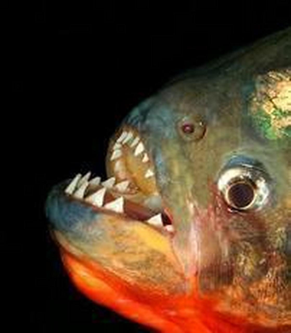 在亚马逊村庄的11岁男孩失足掉入食人鱼池,几分钟后成为一具白骨,他的