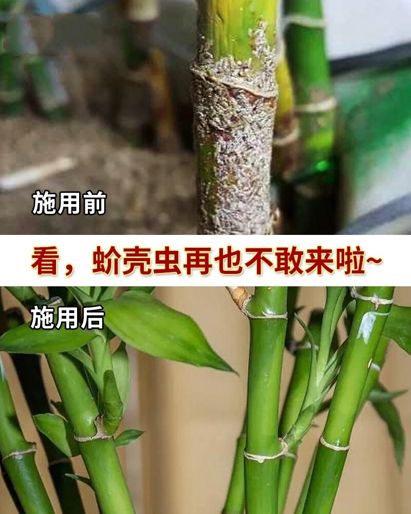 富贵竹上长了好多白色虫子,竟然被我治好了 富贵竹上有白色棉絮状的虫