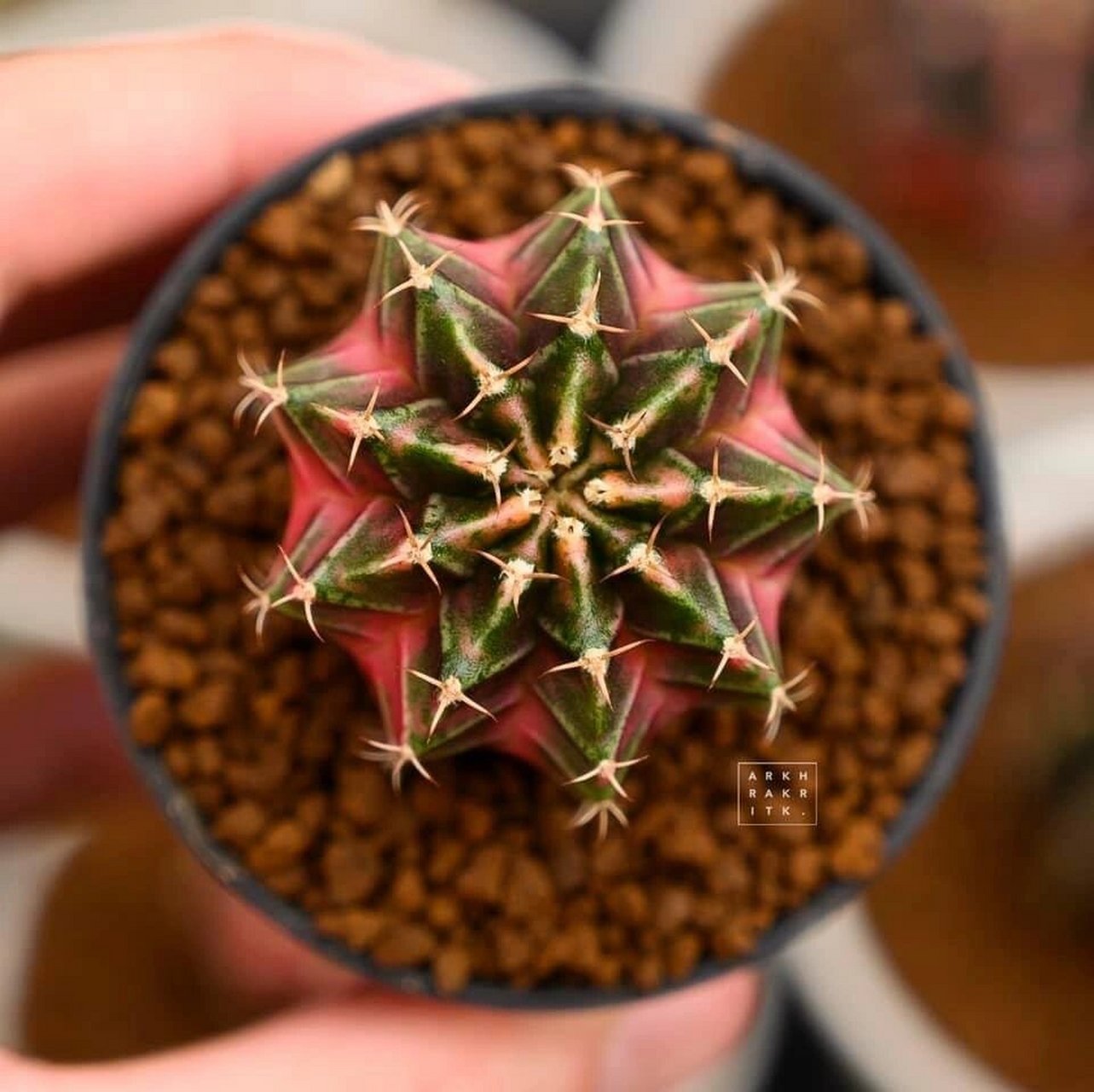 米哈仙人球的世界是五彩缤纷,五颜六色的.