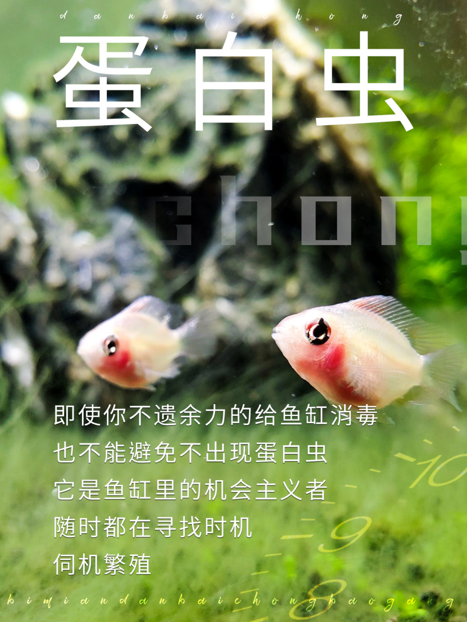 即使你不遗余力的给鱼缸消毒,也不能避免蛋白虫.