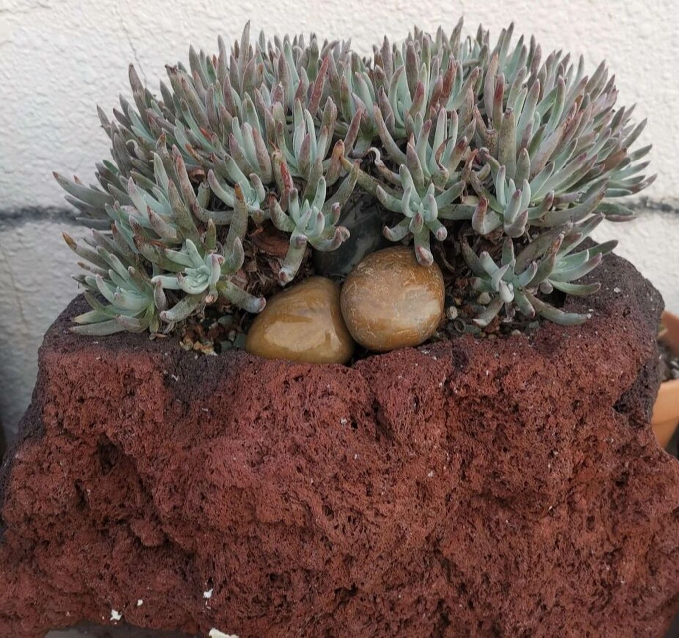 认识多肉第40天——爱杜丽丝 爱杜丽丝,景天科仙女杯属的多肉植物.