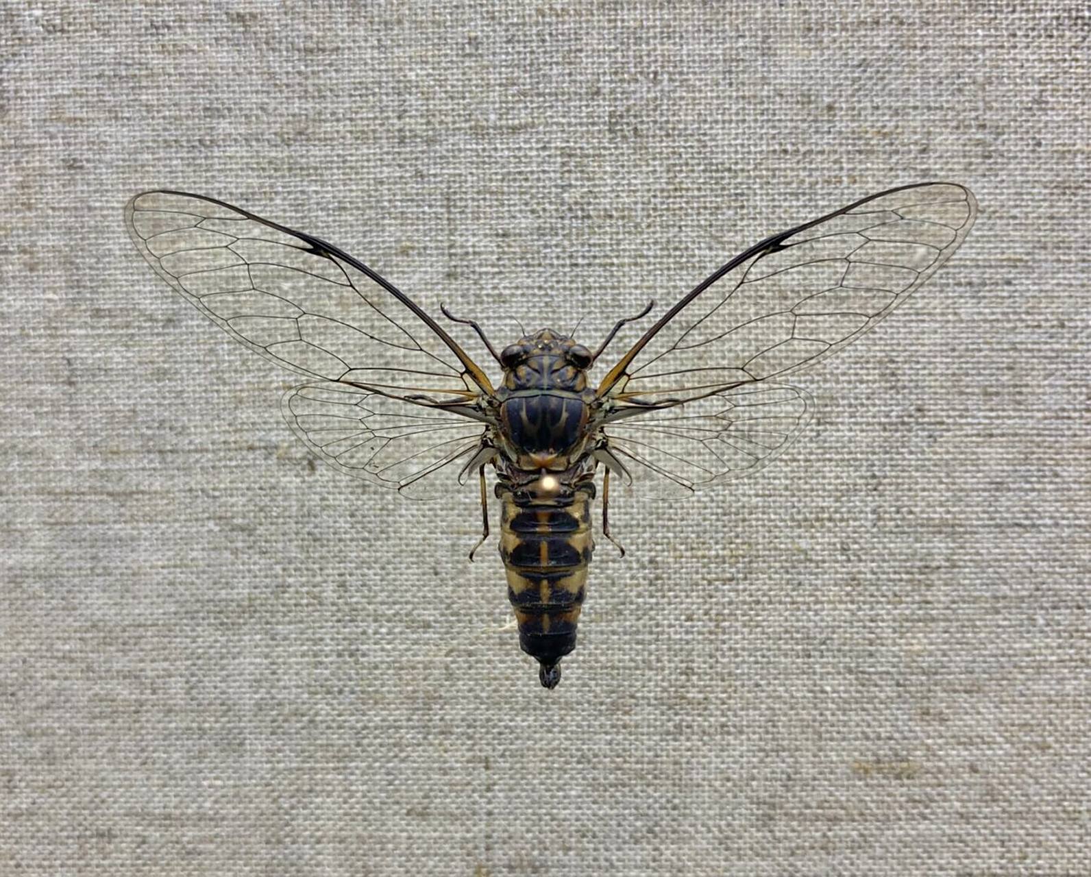 1940 产于云南西双版纳,个头不大的小知了[害羞]#昆虫# #蝉# #标本