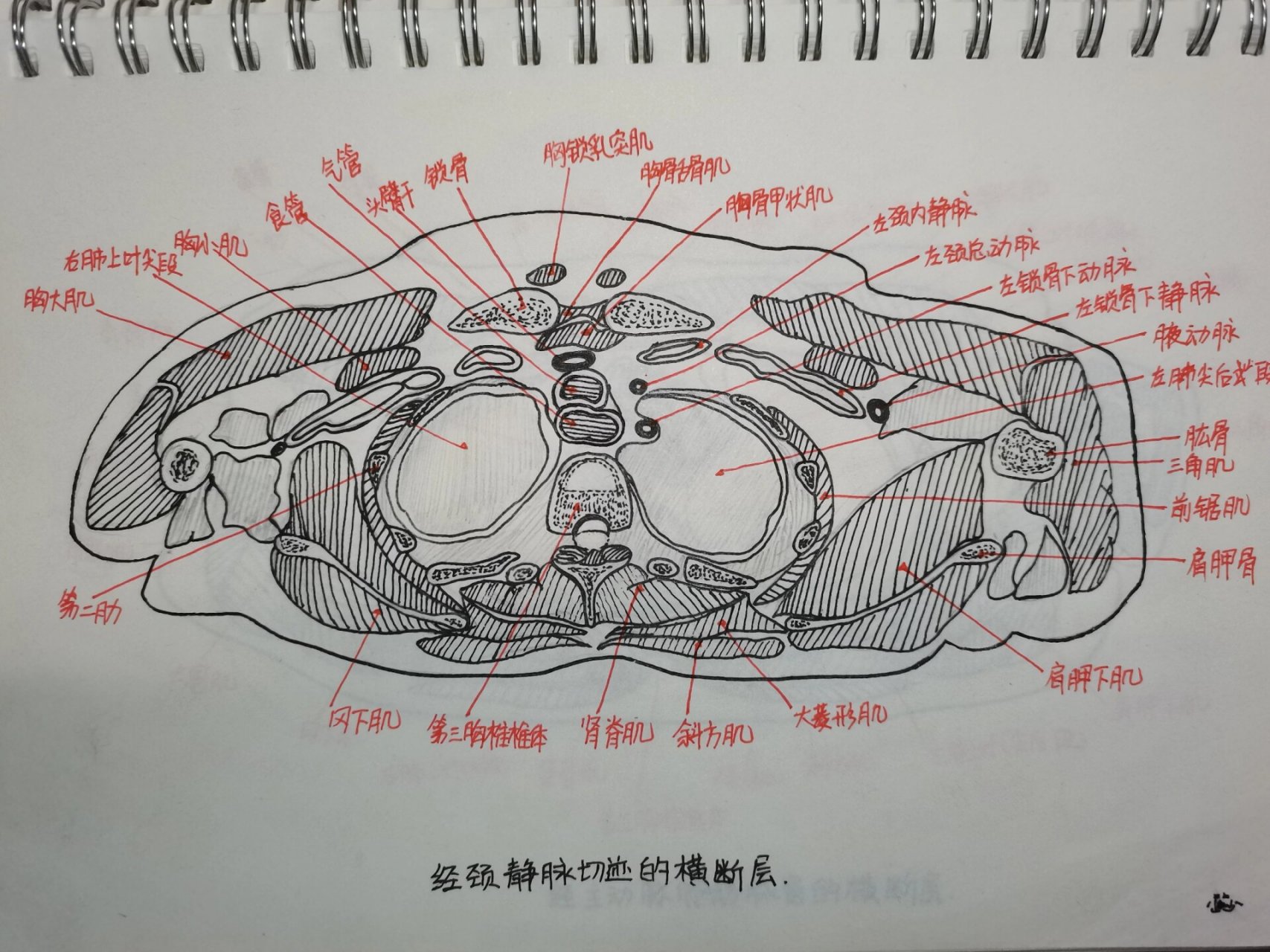 横断面图怎么画手绘图片