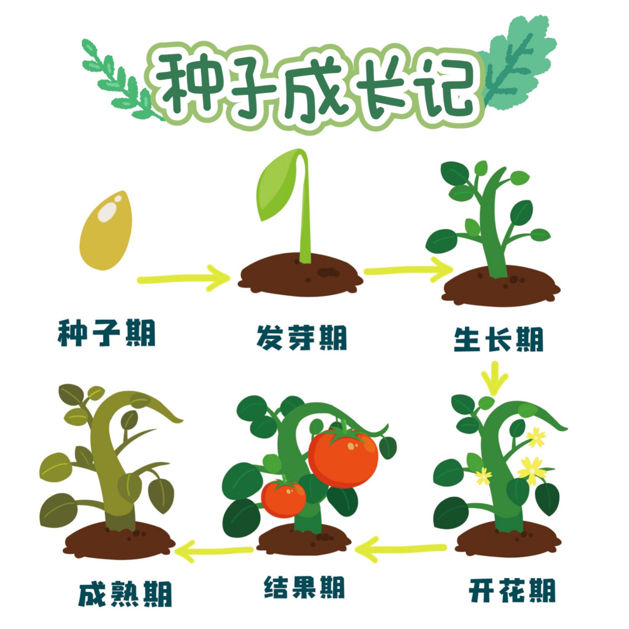 青菜籽的发芽过程图片
