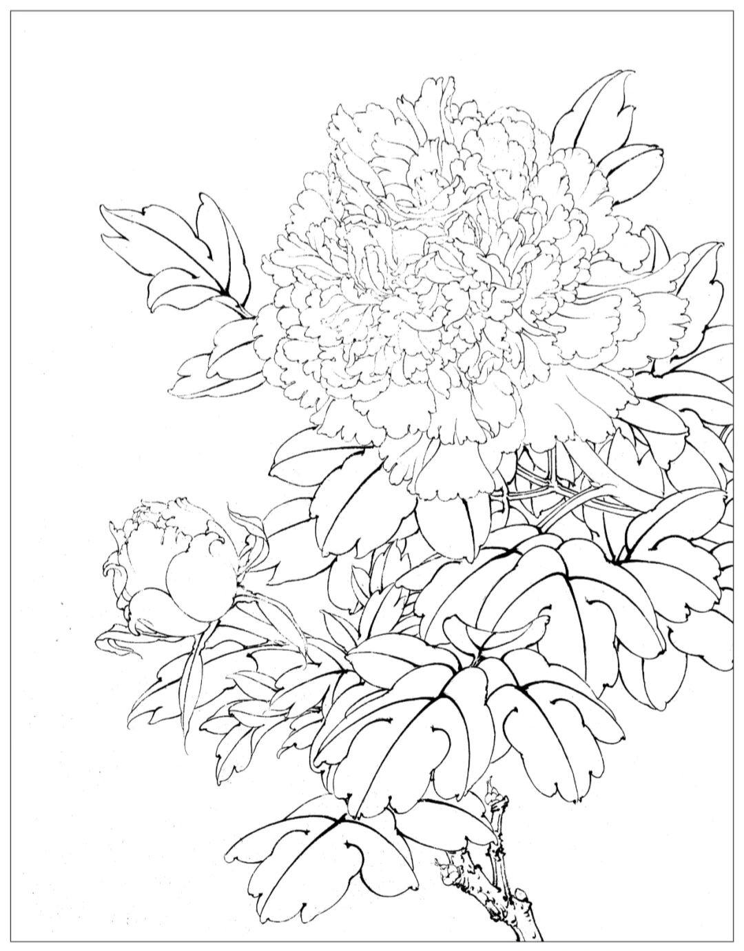 李晓明工笔画牡丹步骤图(三