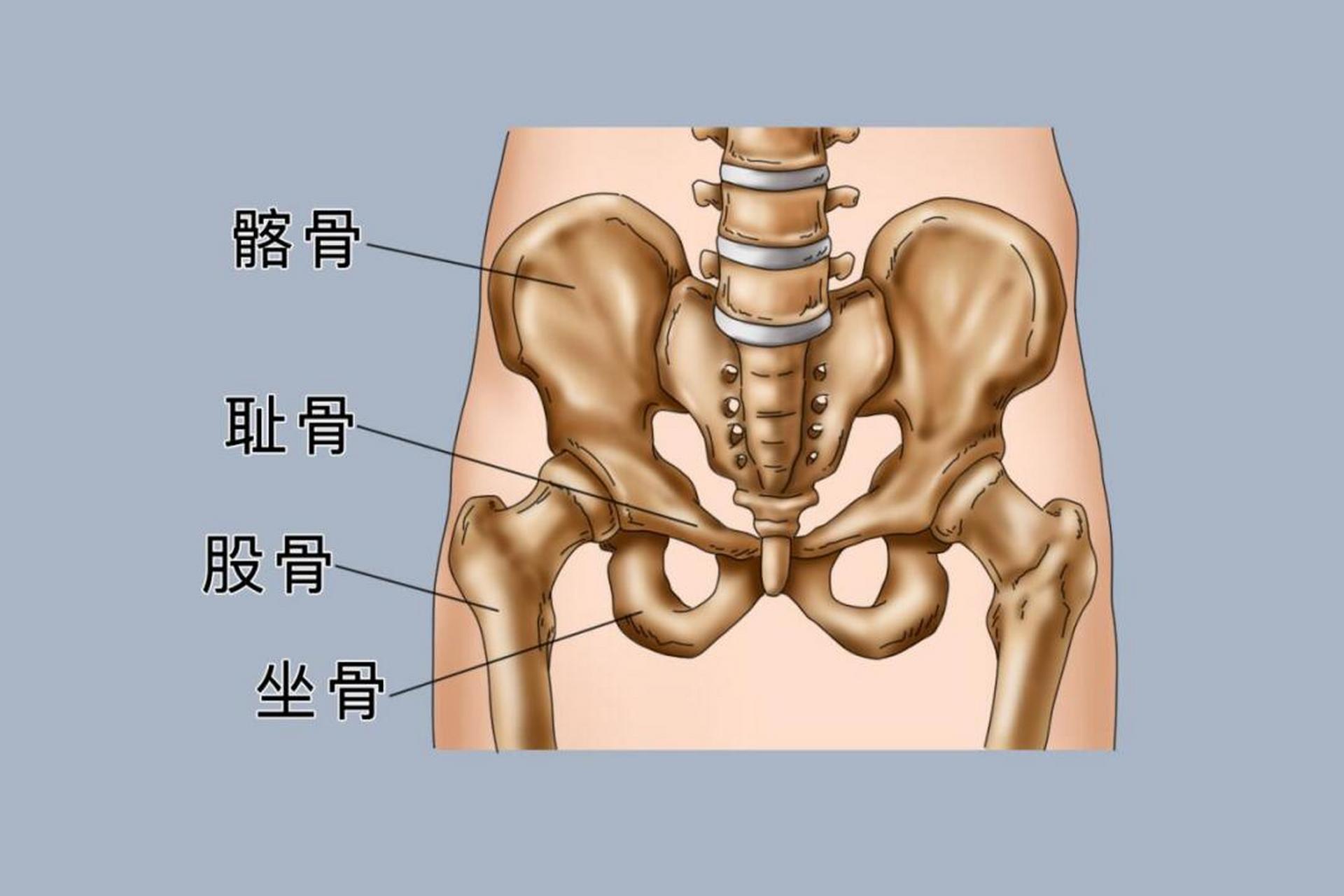 髋骨外面观解剖图图片