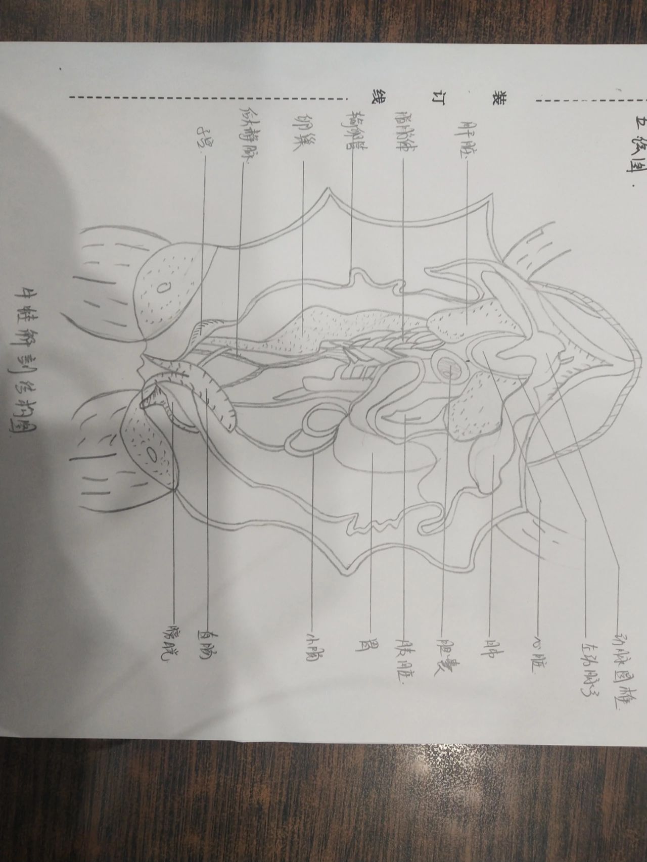动物生物学实验课 鱼和牛蛙的解剖图手绘