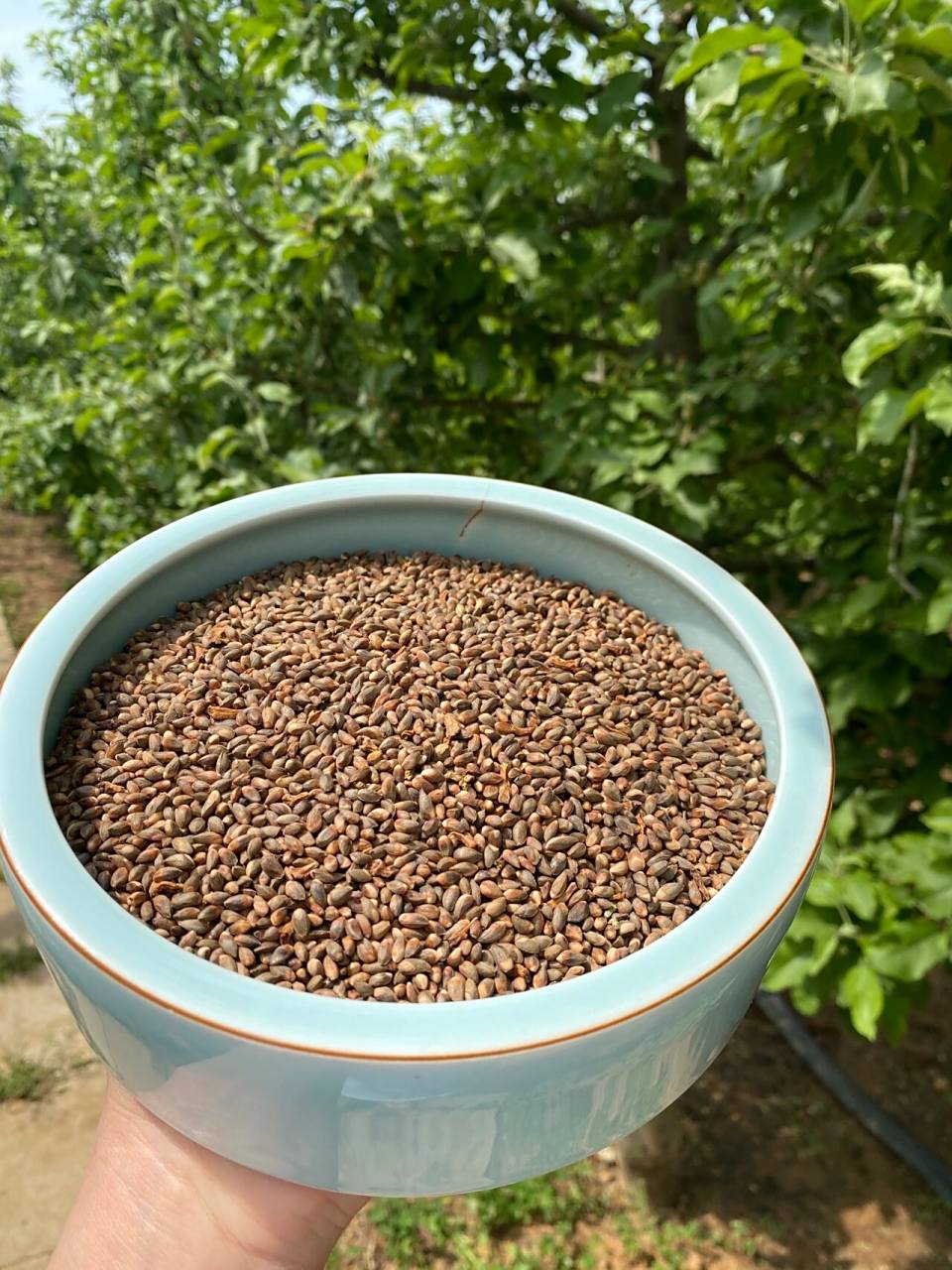 融苑 | 纯手工野生柏树籽养生枕 融苑 |  『独家臻享团』私人定制98