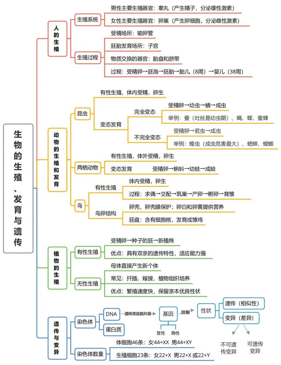 初二生物遗传图解六个图片