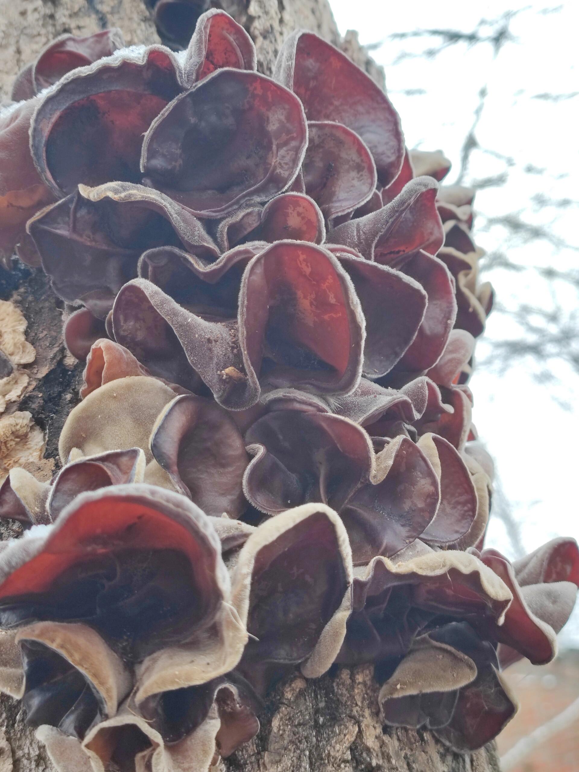 杨树上长的木耳能吃吗?