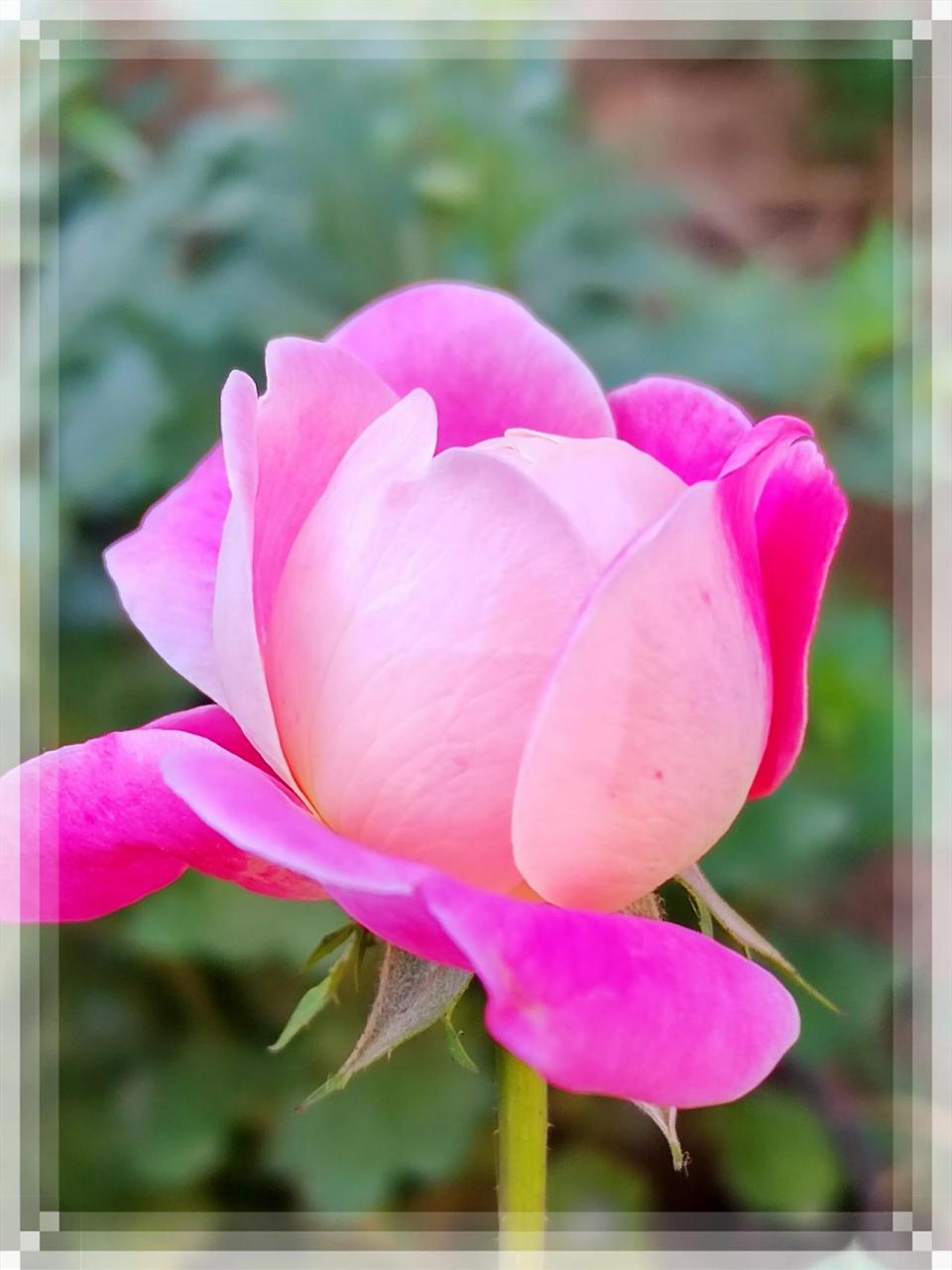 梦光环月季开花了 今年秋季月季开花不多 但是每一朵都很好看 梦光环