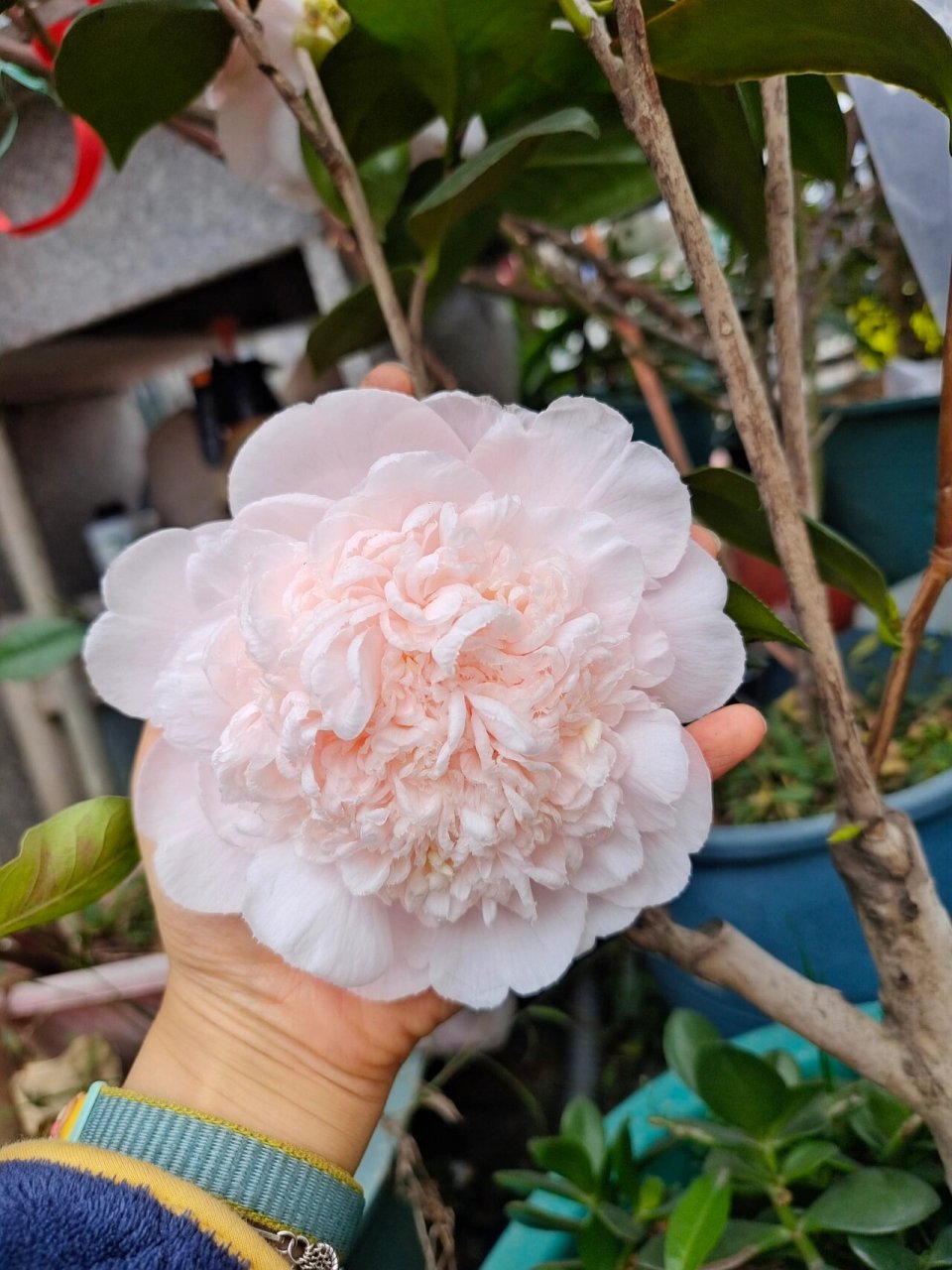 戴氏之歌茶花 戴氏真的又大又好看,名不虚传