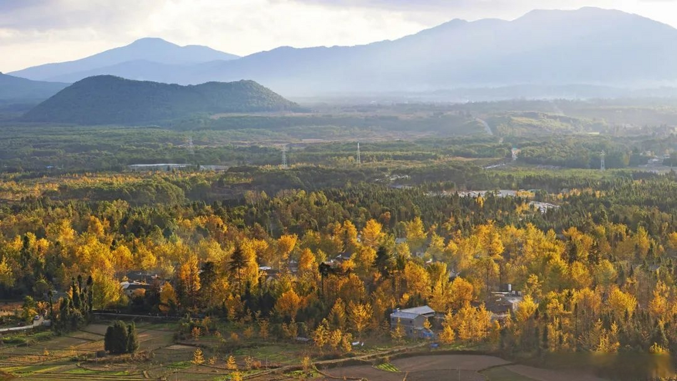 中秋国庆游腾冲#【 江东银杏村】银杏村位于腾冲市固东镇,距腾冲城40