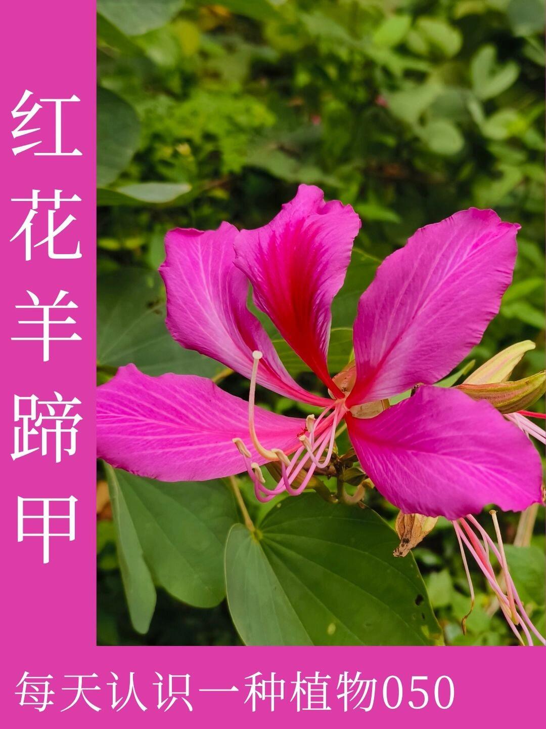 每天认识一种植物050 | 红花羊蹄甲 每天认识一种植物050 | 红花羊蹄