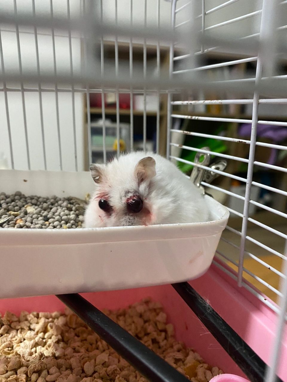 仓鼠眼睛红肿且突出,怎么办 今晚看到吓一跳,周围好像有血,眼睛突出的