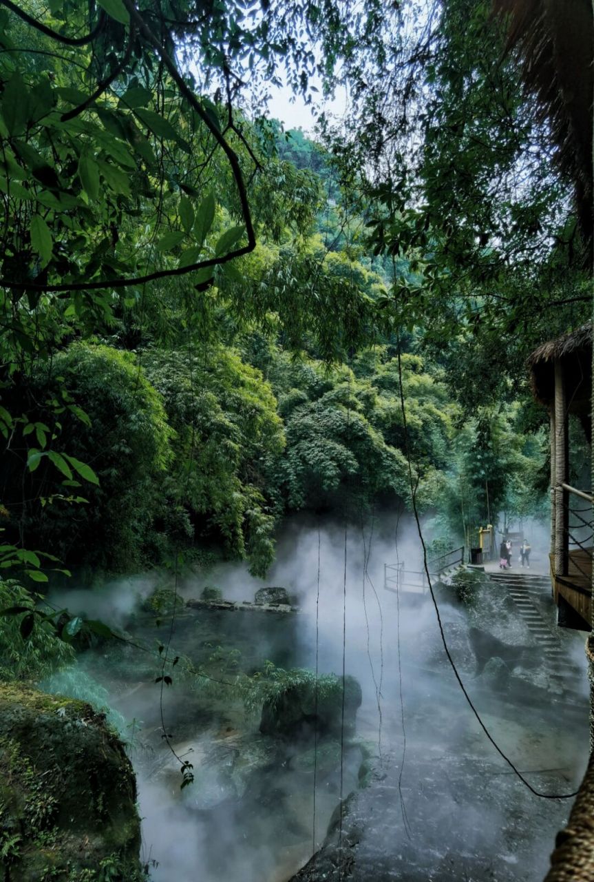 成都出发一日游——邛崃川西竹海 平乐古镇 南方有竹 竹海有雾 	 川西