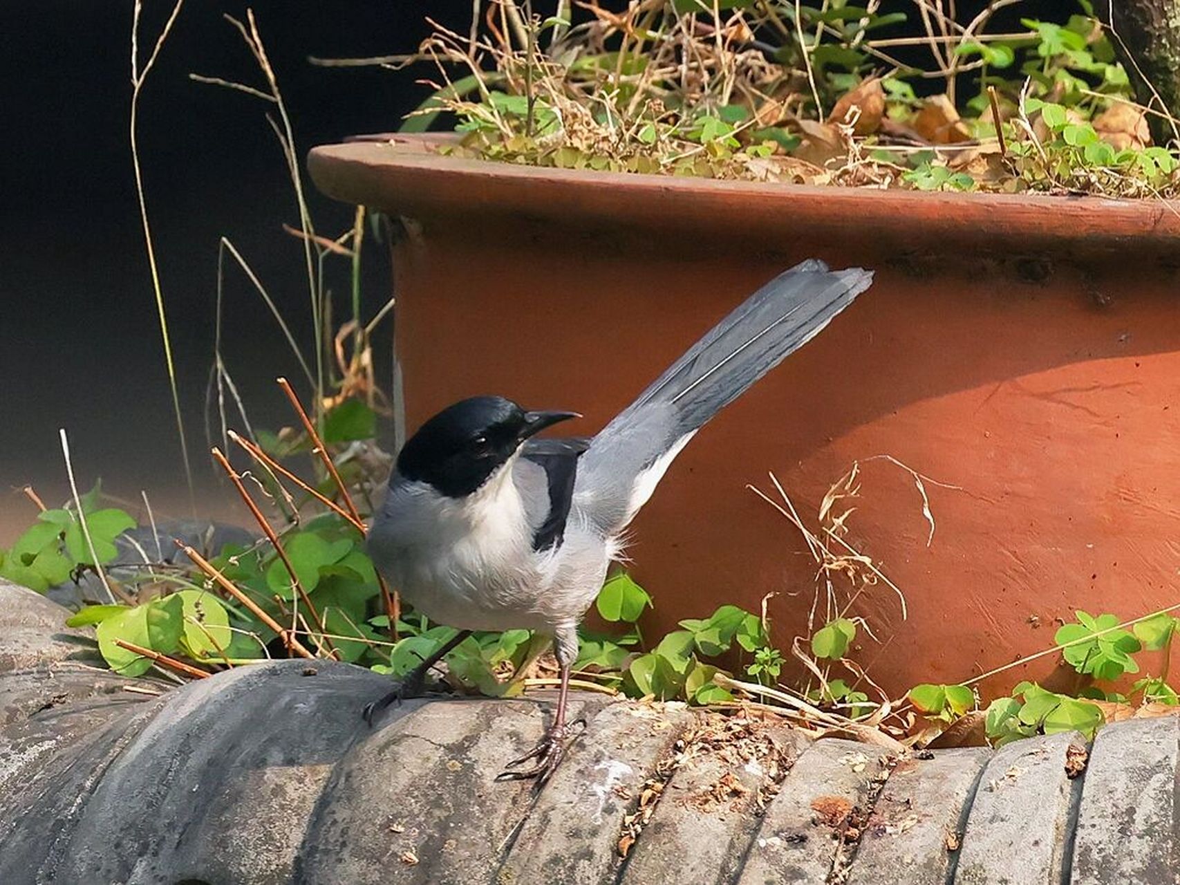 黑头奇鹛 下午在水池边拍到一只黑头奇鹛,据说这个鸟很少在城市里出现