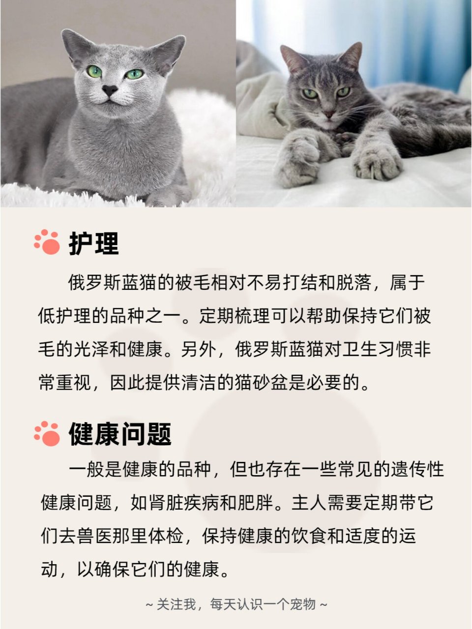 每天认识一个宠物 | 俄罗斯蓝猫 俄罗斯蓝猫是一种受欢迎的猫咪品种