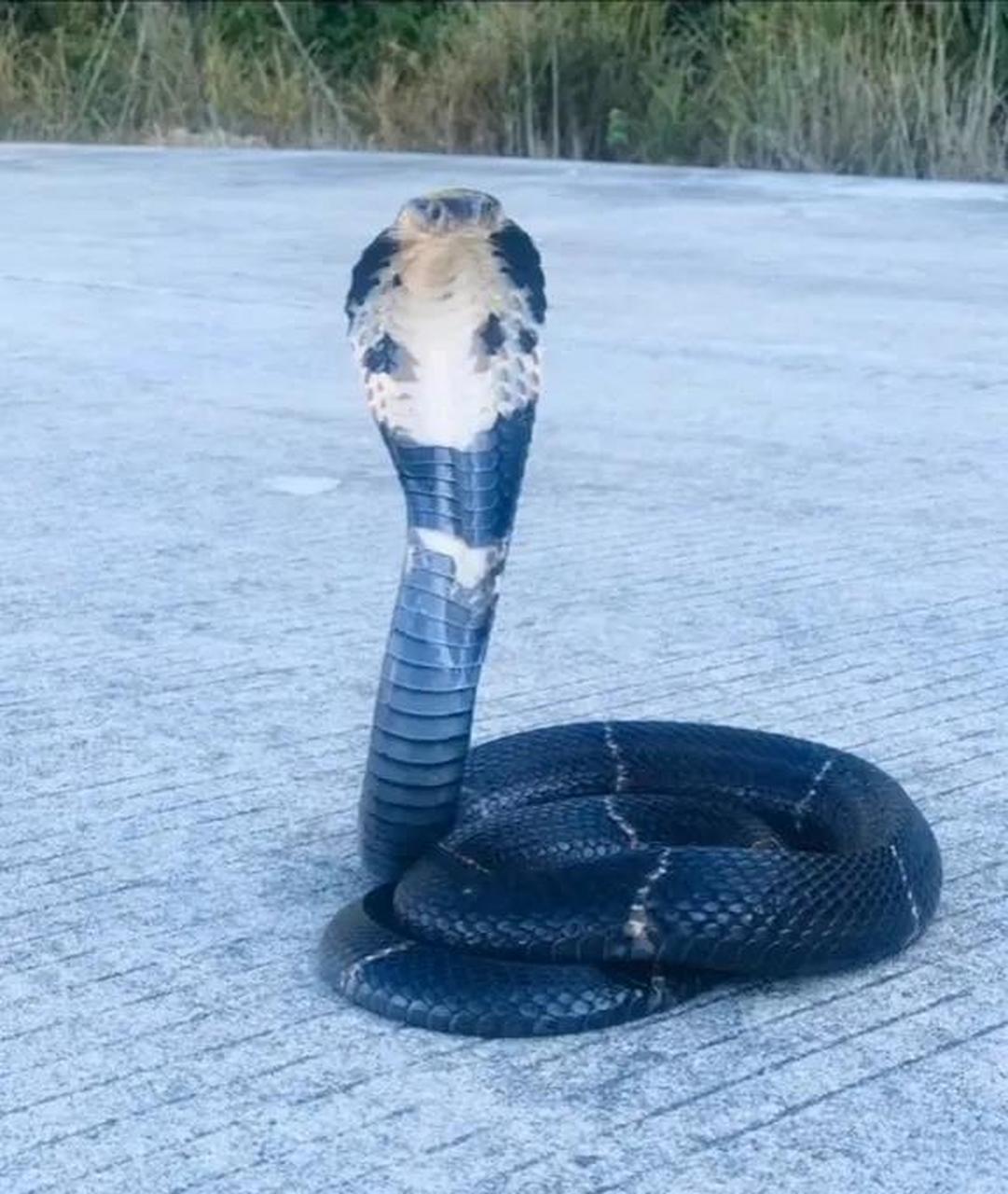 大家千万不要去模仿这样的操作,图片中眼镜蛇的这种姿势属于攻击姿势.