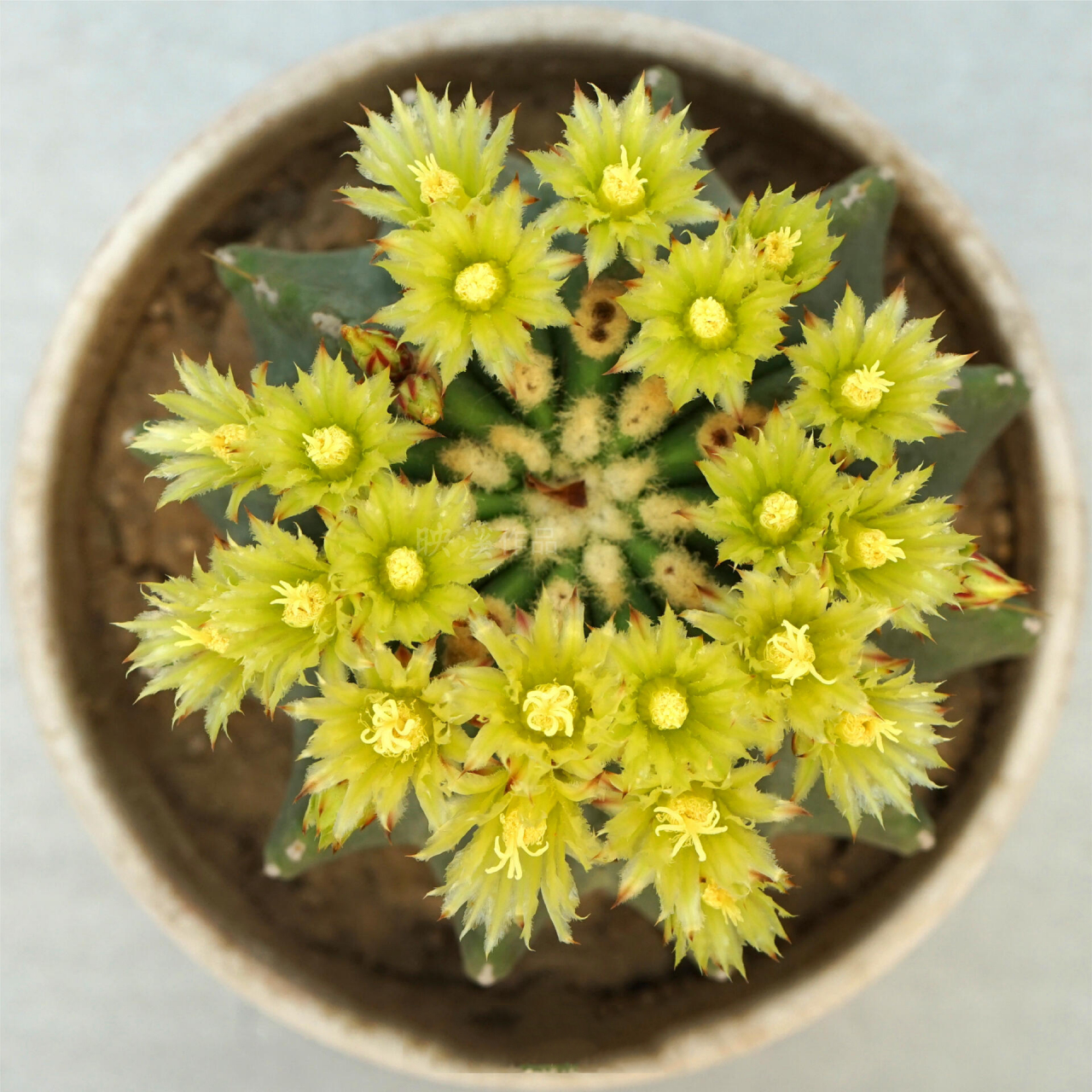 【仙人掌花谱044】 91无刺王冠龙是仙人掌科强刺球属王冠龙的无刺