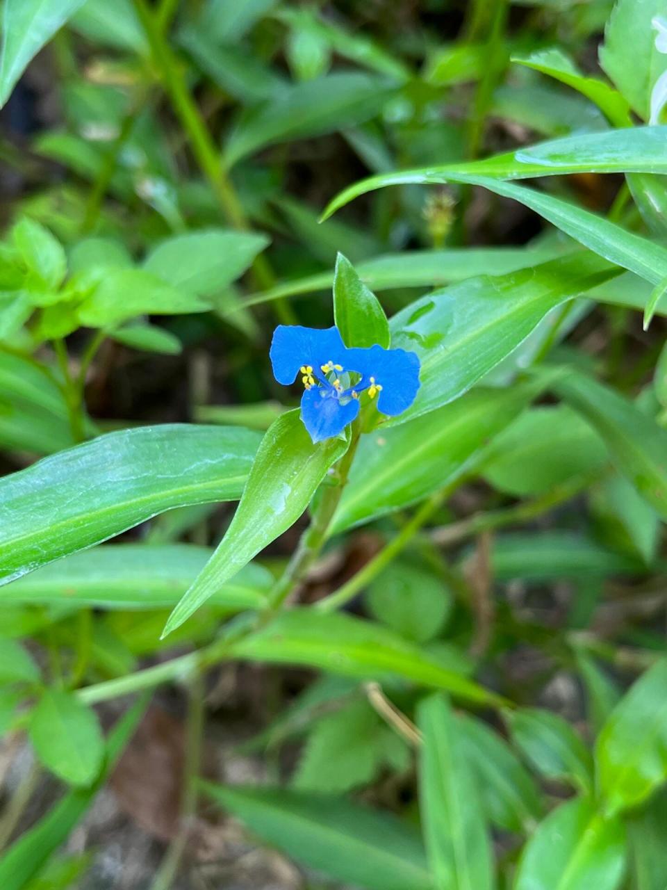 禾秆菜图片