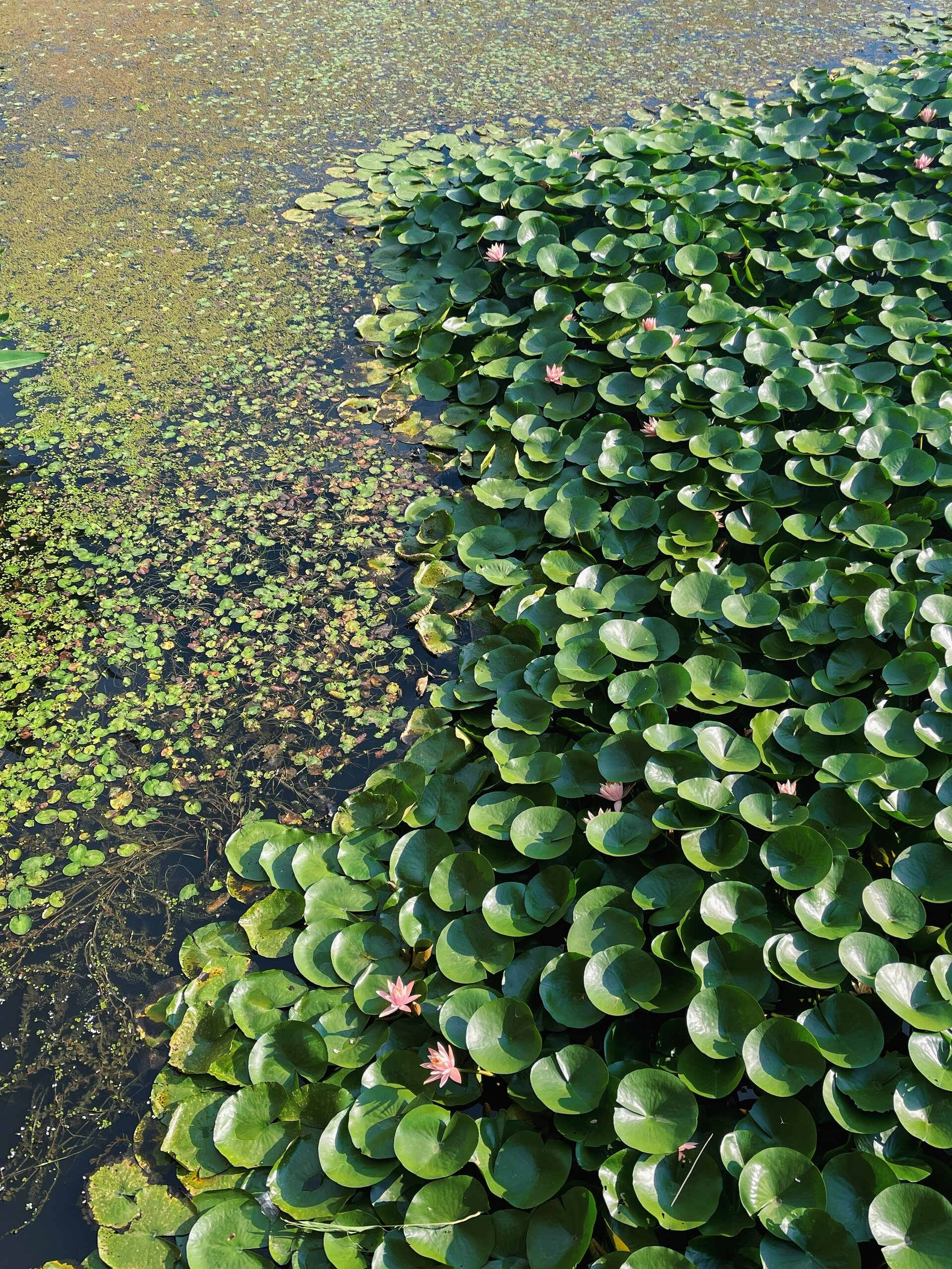 王官湿地图片