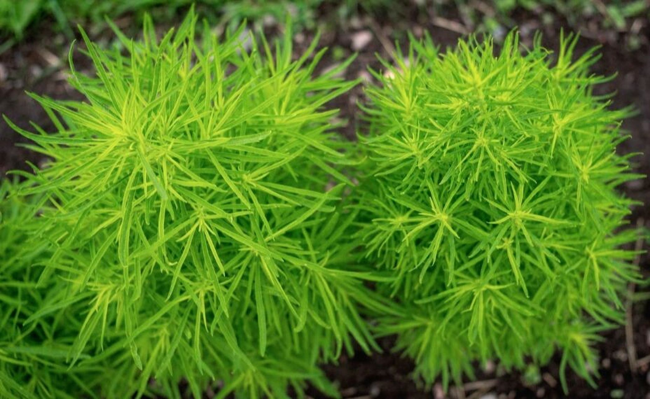 地肤,别名:地麦,扫帚苗,孔雀松,落帚, 株丛紧密,株形呈卵圆至圆球形