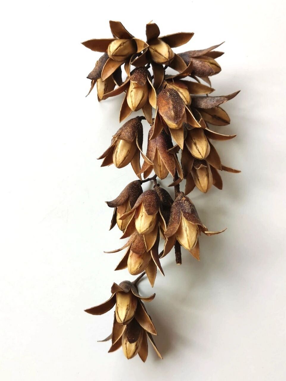 植物分享|奇异种子(18) 中文学名:香椿子 别名:椿树子,香椿铃,香铃子