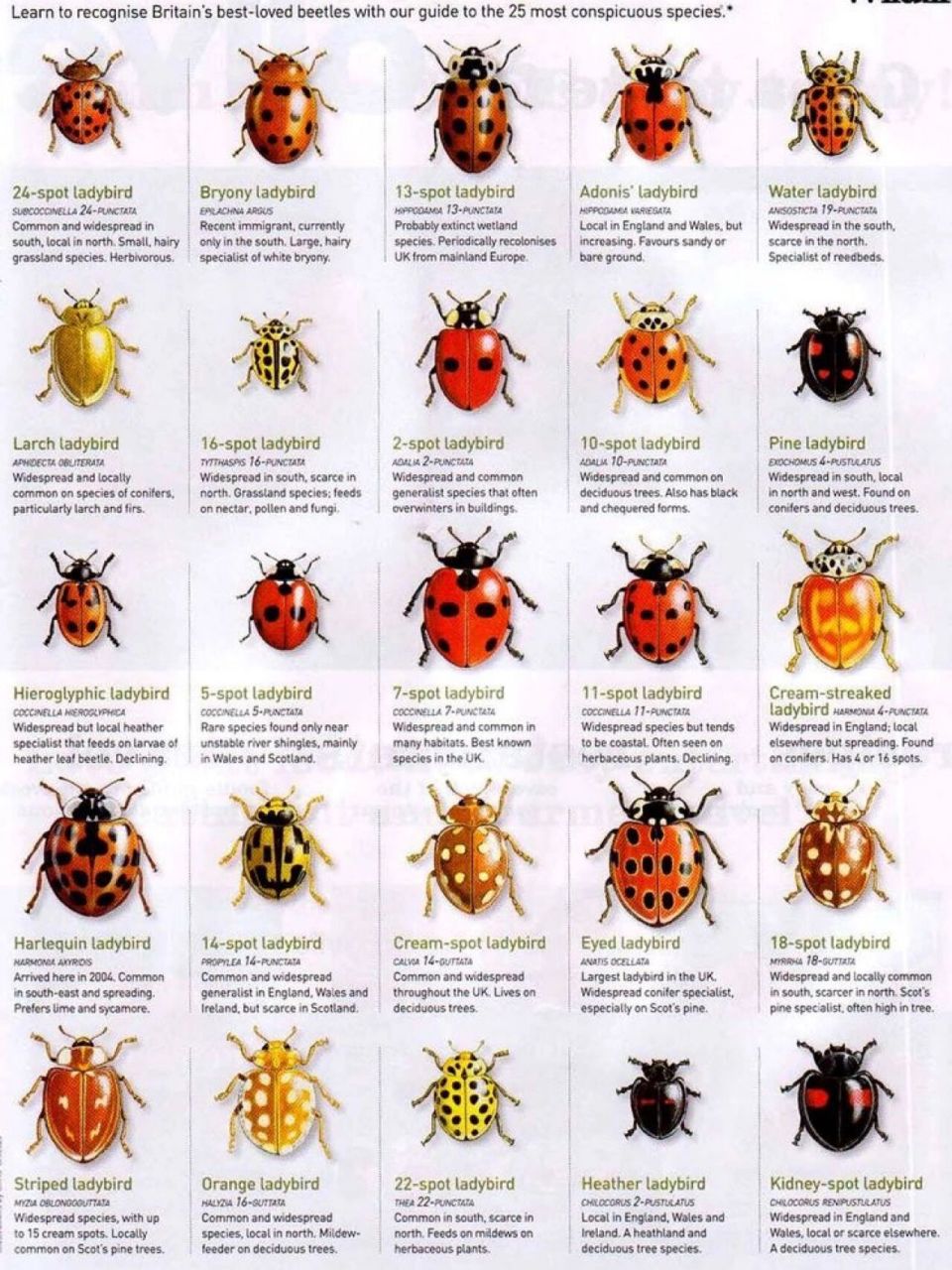 瓢虫的种类94 瓢虫的种类94