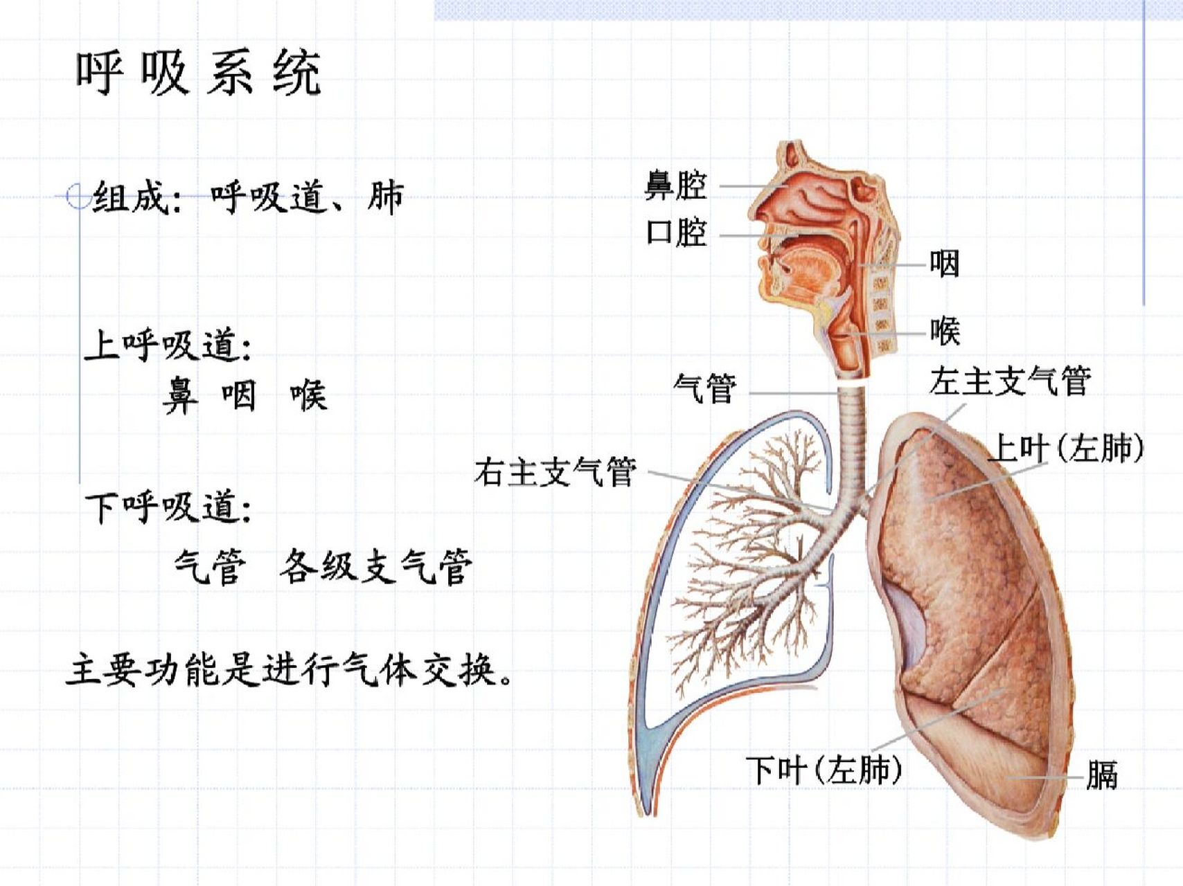 人体呼吸系统简单图片