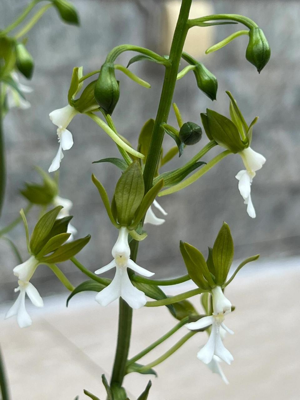 虾脊兰 花形有点特殊,幽幽的香气很熟悉,却想不起来和哪个花香类似