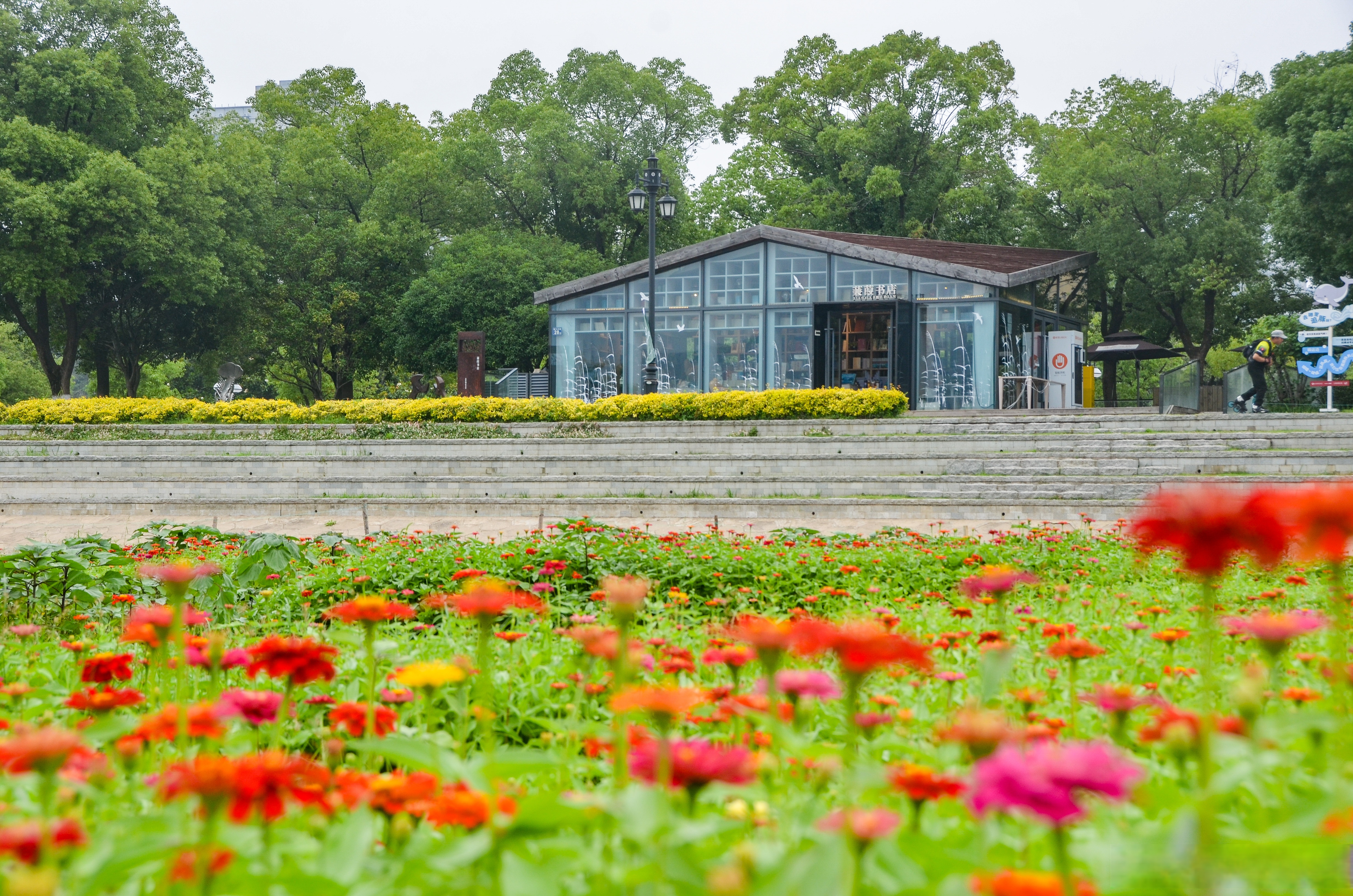 汉口江滩百日菊花海来啦 端午节临近,欢迎各位朋友前