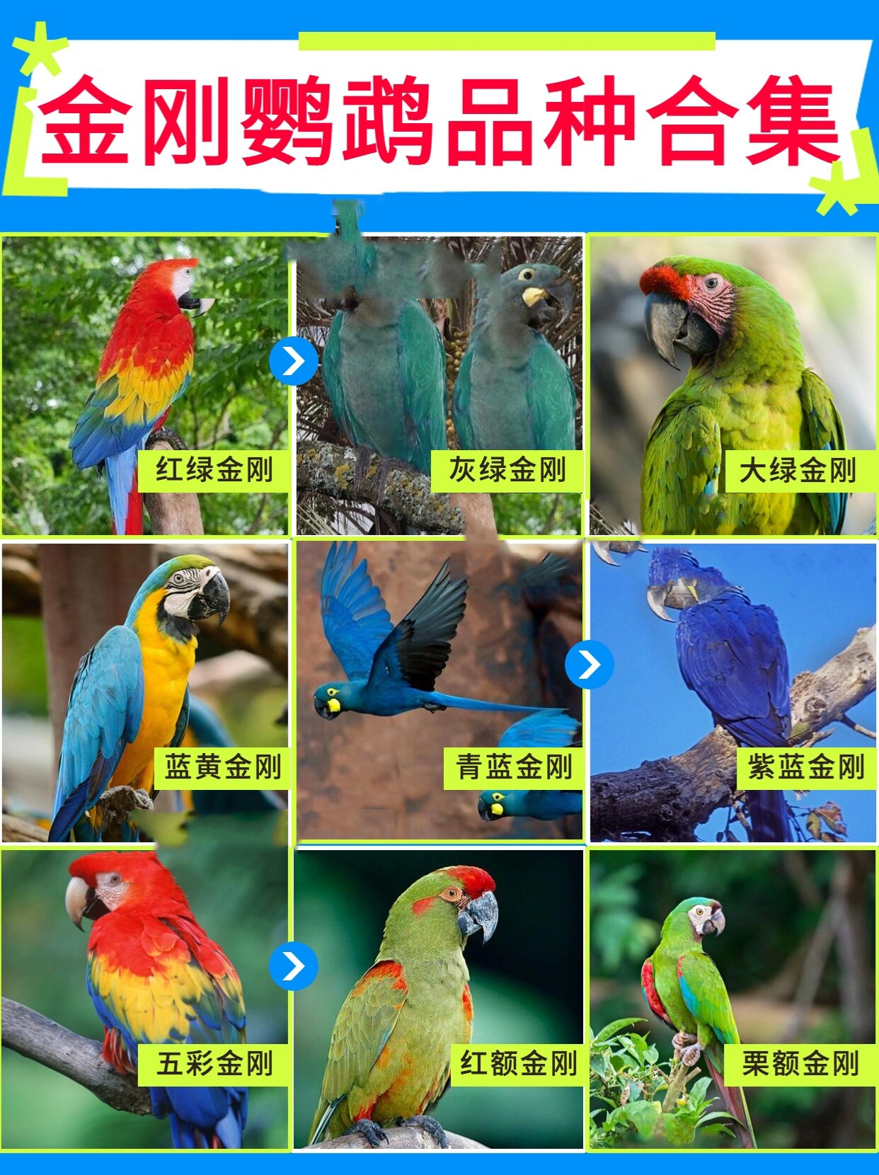 金刚鹦鹉品种合集