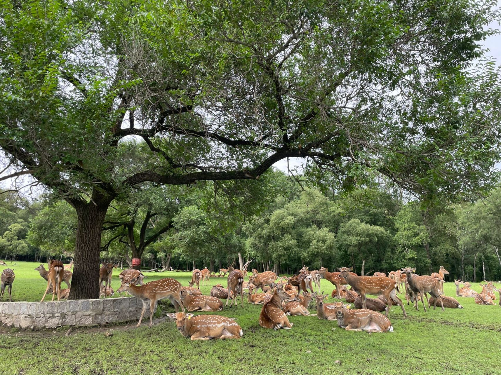 哈尔滨阿城平山皇家鹿苑 一共四站,第一站完全可以步行到,风景很美