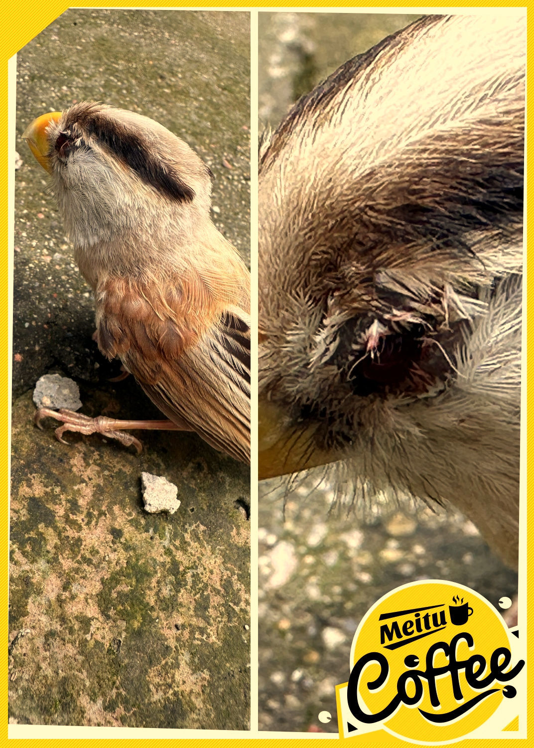 家人们,刚刚捡到一只小鸟,它的左边眼睛已经渗血