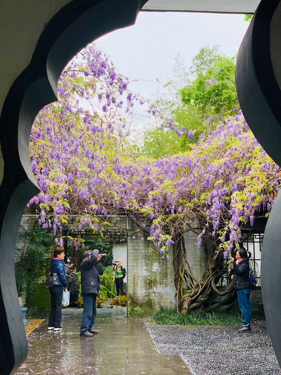 柳州紫藤花山庄简介图片