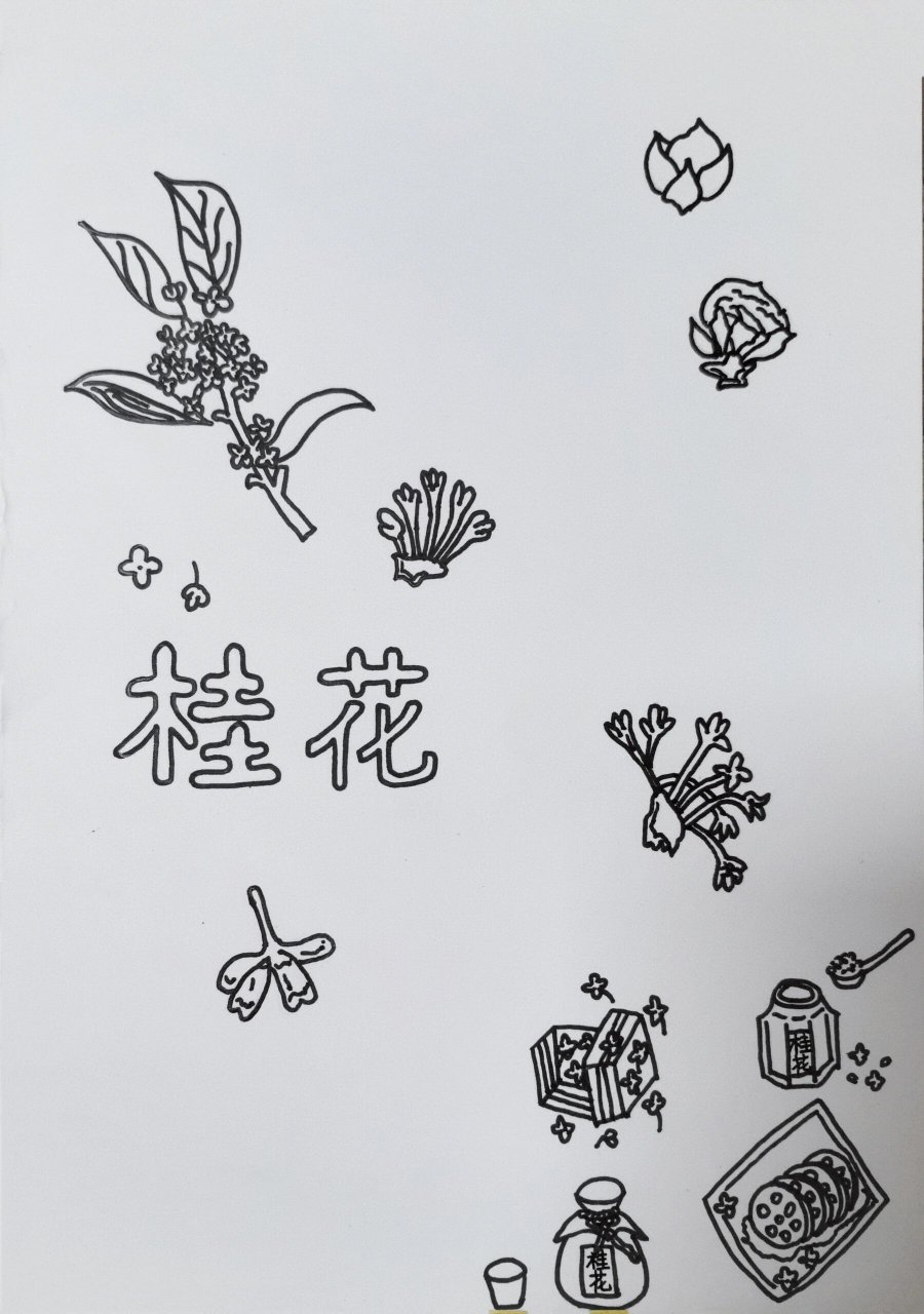 自然笔记 植物卡片之桂花 一年级刚开始没多久,各种画画作业纷至沓来
