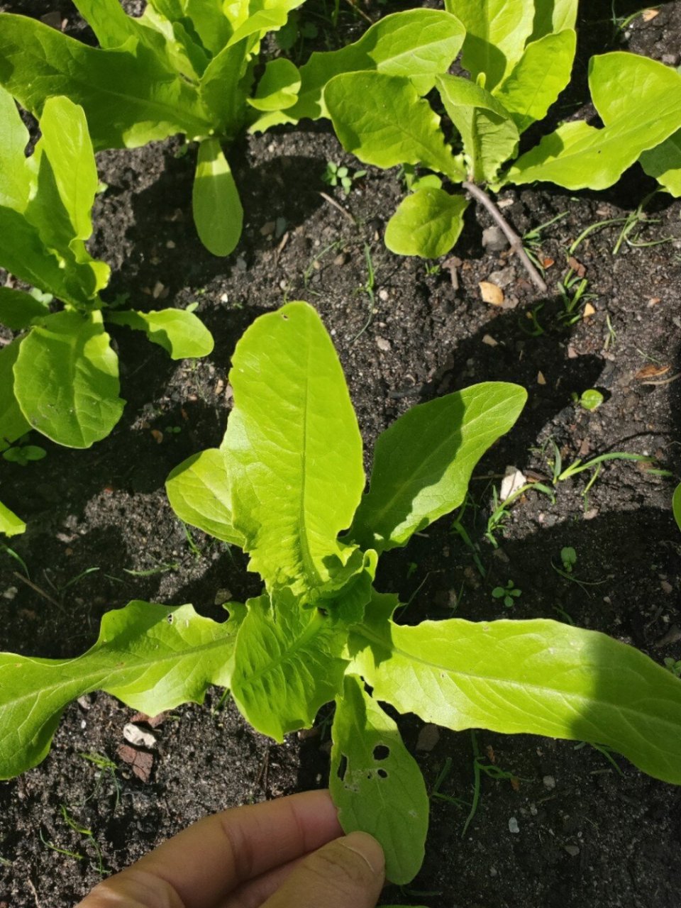 莴笋苗成长记(二)移摘一个月 三月初开始育苗,三