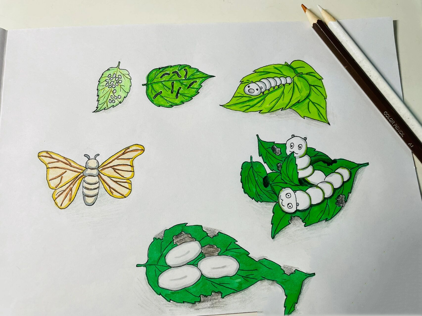 原创自然笔记-蚕的生长 蚕从卵到蚕蛾大约需要50多天,生命如此短暂.